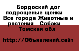 Бордоский дог подрощеные щенки.  - Все города Животные и растения » Собаки   . Томская обл.